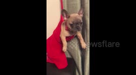 Cute Frenchie gets warm in a stocking