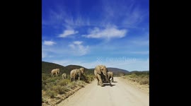 Karoo Elephants