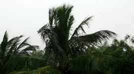 a tree time lap video with wind flow and rain fall