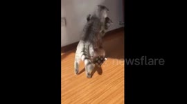 Cat body slams feline rival