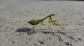 Conversation with a Praying Mantis