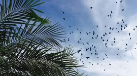 Amazing - Huge flock of ducks in flight