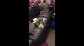 Naughty Frenchie Puppy