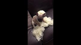 Found Frenchie Puppy With Ball of Yarn