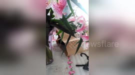 Newsflare Edit - Cat in a bag