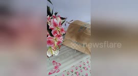 Newsflare Edit - Cat in a bag