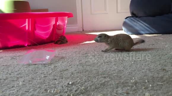 Baby prairie dog meets sulcata tortoise