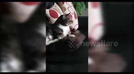 Bruce the Cat Sneezes