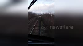 Flock of sheep on the tracks block train