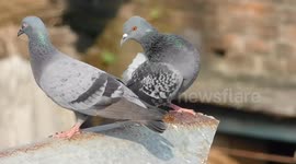 two beautiful indian bird