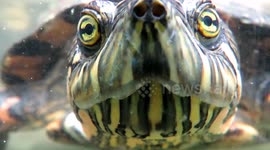 Curious turtle wants to investigate the camera