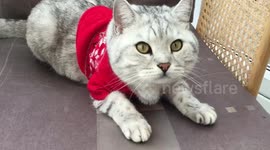 Cats in Christmas clothes