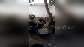 Dog splashing around in plant pots
