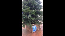 Disappointing Christmas tree