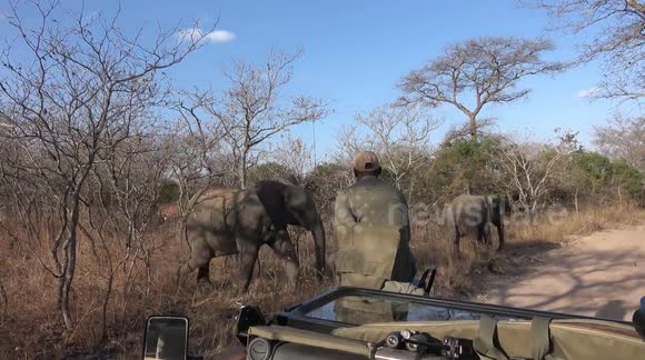 Young elephant with attitude