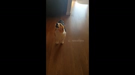 Baby Howls Along With Dog!