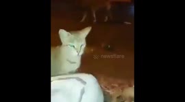 adorable cat Clapping and dancing