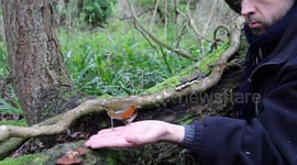 Man gradually gains trust of wild robin to get it to feed from his hand