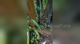 Newsflare Edit - Birds rescued from garden