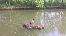Coot on a log