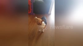 Baby and dog enjoy howling together