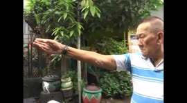 The legend of a poisonous mouth burst