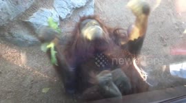 Rolling Orangutan - Why Walk When you can Roll