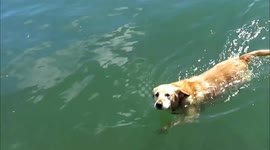 Random dog really wants to get on the boat!