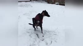 Psyched greyhound performs 'happy dance' in Seattle snow