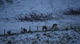 Red Deer Hindlings amid winter snow in the Scottish Highlands of Sutherland Scotland UK