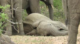 Rare Sighting of Elephants lying down sleeping in the Wild