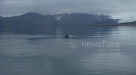 Seal chasing kayaks in Spitsbergen