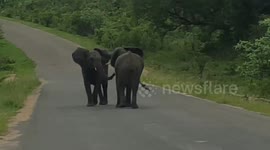 Heartfelt Moment as Young Elephant waits for his struggling Mate to Cross the Road