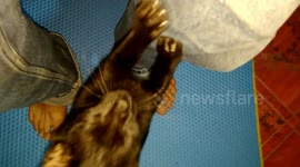 The cat sharpens his nails to my jeans