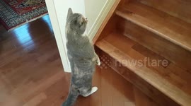 Curious kitty - 2 second clip