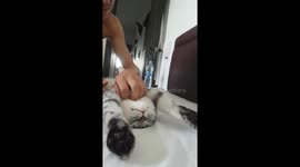 Cute cat stretches right out to be tickled all over