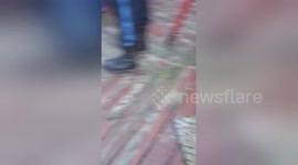 Newsflare Edit - Pig rescue