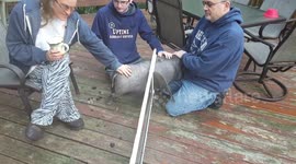 Newsflare Edit - Pig rescued from screen door