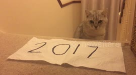 How must of us feel about 2017