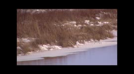 American Mink hunting and catching prey in winter