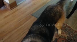 Seamus The Shepherd Sings 'The Rose'. Let Love Win.