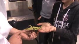 Entomica Bugs. The Fairy of the Forest. Jungle Nymph