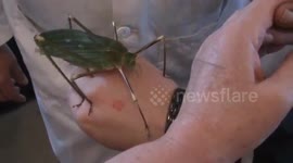 Entomica Bugs. Malaysian Katydid.