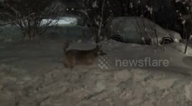 Seamus the Shepherd. Dog loves Canadian winter.