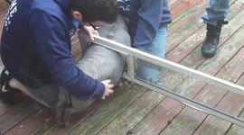 Pig freed from screen door by New Jersey firefighters