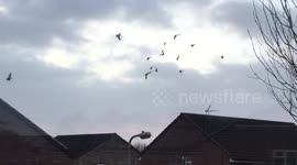 Flock of birds struggle to fly through Storm Eleanor