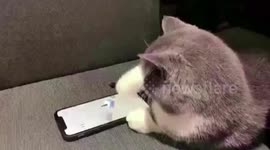 Cat enjoys mobile game
