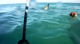 Tourists get terrified as great white shark approaches diving cage