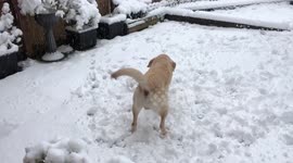 Labrador having fun in the snow