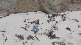 Portuguese Man O' War Washed up on a beach in Cornwall